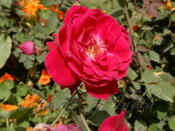 Indian Fragrant Rose